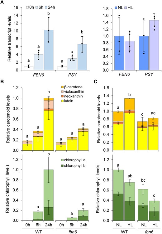 FBN6 is required for carotenoid production in Arabidopsis. De-etiolation experiments were carried out with Arabidopsis WT and FBN6-defective mutant seeds germinated in the dark for 3 d; the resulting etiolated seedlings were then exposed to white light for 6 and 24 h. For HL experiments, WT and fbn6 seedlings germinated and grown under NL conditions for 9 d were exposed for 24 h to either NL (as a control) or HL. A) Expression profiles of genes encoding FBN6 and PSY during de-etiolation (left) or HL exposure (right) of WT seedlings. Transcript levels are normalized using the UBC21 gene and shown relative to etiolated (0 h) or NL-exposed samples, respectively. B) Carotenoid and chlorophyll levels in de-etiolating WT and fbn6 seedlings. Values are represented relative to total pigment levels in WT 24 h samples. C) Carotenoid and chlorophyll levels in HL-exposed WT and fbn6 seedlings. Values are represented relative to total pigment levels in WT NL samples. In all plots, mean ± Sd of n ≥ 3 replicates are represented. Letters represent statistically significant differences (P < 0.05) among means of total carotenoids and chlorophylls according to one-way ANOVA followed by post hoc Tukey's tests. Supplemental Tables S4 and S5 show absolute values of carotenoid and chlorophyll levels.