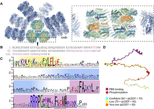 PBS linker protein ApcG binding site, conservation, and domain structure. A) Overview of Synechocystis PBS (left) and zoomed in view of ApcG binding site at the bottom cylinder (right). B) Primary structure of Synechocystis ApcG. Phosphorylation sites are highlighted in red, while PBS-binding region is in purple. C) Sequence conservation logo of 347 cyanobacterial ApcG homologs. The N-terminal conserved region is highlighted in yellow, positively charged region in blue, and C-terminal PBS-binding region in purple. The conserved FxxM motif is highlighted with a dashed box. D) AlphaFold predicted structure (colored according to prediction confidence) of residues 1 to 121 of ApcG (not present in the cryo-EM structure) of the combined model of the PBS interaction domain from the cryo-EM structure (purple). Phosphorylation sites are shown as red spheres.