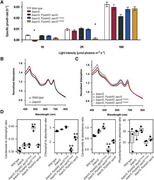 Impact on growth in apcG deletion strains. A) Specific growth rate comparison of the apcG deletion, complementation strains, and wild type under 10, 25, and 100 μmol photons m−2 s−1. Values represent means of 4 independent replicates ± standard error of mean, and asterisks show statistical difference compared with wild type according to Student's t-test (2-sided, P < 0.05). B) Whole-cell absorption spectra for wild-type Synechocystis and apcG deletion mutant and C) for apcG deletion and its complementation strains. Values correspond to averages of 3 biological replicates normalized to 720 nm. D) Comparison of the relative pigment composition among apcG strains. Pigment concentrations were measured in 3 biological replicates in mg/mL units, and culture turbidity was measured as absorbance at 720 nm. The center line in the boxplot represents the median, the box limits are the upper and lower quartiles, and the whiskers represent 1.5× interquartile range. Points represent individual measurement values. A single asterisk represents statistical significance at the P value of 0.05, and 2 asterisks represent statistical difference at the P value of 0.01.