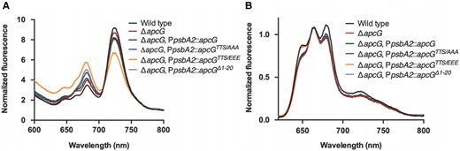 apcG deletion and phosphorylation impact PSII and PSI energy balance. Synechocystis cultures were grown to compare their fluorescence under low temperature (77 K). Each curve on the spectra represents the mean from 3 biological replicates. All cultures were preincubated at room temperature in darkness for 15 min before measurements. A) Fluorescence emission spectra of chlorophyll from Synechocystis with an excitation of 430 nm. The first peak at 680 nm corresponds to the fluorescence from PSII, while the one around 720 nm to PSI. Values correspond to mean of 3 biological replicates while normalizing the data to 800 nm. B) Fluorescence emission spectra of Synechocystis strains by exciting PBS at 590 nm. The fluorescence peak at 650 to 660 nm corresponds to PBS, 680 nm to PSII, and 720 nm to PSI. Values correspond to the means of 3 biological replicates while normalizing the data to the peak of PBS at 660 nm.