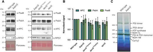 Impact of ApcG deletion on thylakoid super-complexes in Synechocystis. A) Whole-cell protein extracts were obtained from Synechocystis strains to compare the accumulation of marker proteins for PBS (APC), PSI (PsaB), and PSII (PsbA). The ribosomal protein RPS1 was used as loading control. A total of 20 μg of protein were loaded for each lane. A representative immunoblot out of 3 biological replicates is shown. B) Western blot signal quantification from 3 biological replicates for marker proteins APC, PsbA, and PsaB. Values were normalized using the wild-type signal. The error bars represent standard error of mean, and asterisks represent statistical difference compared with wild type according to Student's t-test (2-sided, P < 0.05). C) Thylakoid membrane fractions from wild-type and apcG deletion mutant were solubilized and separated on blue native gels to analyze the accumulation of the major thylakoid super-complexes. A total of 30 μg of chlorophyll were loaded for each strain. A representative native gel from one of 3 biological replicates is shown.