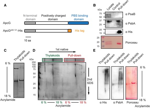 The N-terminal domain of ApcG interacts specifically with PSII. A) Schematic representation of ApcG domains and the ApcG truncation used for pull-down experiments. B) Immunoblots of the pull-down eluate using antibodies to detect the presence of PSI (anti-PsaB) and PSII (anti-PsbA). Whole-cell protein extract was used as a positive control for marker proteins. C) Solubilized thylakoid membranes were incubated with nickel beads containing ApcGΔ82–121-His. After washing the beads and eluting with 200 mm imidazole, the eluate was separated in CN gels. For comparison, solubilized thylakoid membranes were loaded alongside the eluate from the pull-down experiment. A total of 1.3 μg of chlorophyll was loaded into each lane. D) Second dimension of CN gel lanes by SDS-PAGE and stained with silver staining. E) Immunoblots of the first CN gel dimension of pull-down eluate with total thylakoid super-complexes. Antibodies against His-tag were used to detect the presence of ApcGΔ82–121-His. Additionally, antibodies against PsbA were used as a marker for PSII. Images from section B) to E) correspond to a representative experiment from 3 biological replicates.