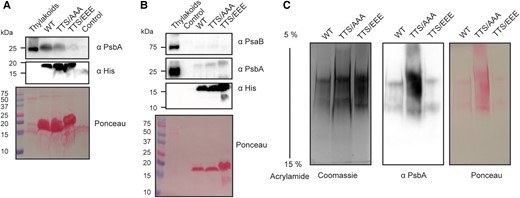 The phosphorylation status of ApcG influences its interaction with PSII. Pull-down experiments using the truncated form of ApcG with a mutated version for a permanent nonphosphorylated (TTS/AAA) and a phospho-mimicking version (TTS/EEE). Solubilized thylakoid membranes from the ApcG deletion strain were used to perform pull-down experiments. A representative experiment (1 of 4) is shown. A) Western blot analysis for the detection of PSII marker protein PsbA pulled down by each ApcG version used. Anti-His antibodies were used to detect the 3 ApcG His-tagged versions. The experiment was performed using the same amount of truncated ApcG versions and solubilized thylakoids. B) Pull-down experiment using 3 times more of the phospho-mimicking version (TTS/EEE) compared with wild type and permanent nonphosphorylated (TTS/AAA). Antibodies against marker proteins for PSII (PsbA) and PSI (PsaB) were used to detect the super-complexes pulled down by each truncated form of ApcG. C) Native gel analysis for the pull down of PSII super-complexes (2 μg of protein loaded per lane). A Coomassie stained gel is shown as well as the immunoblot detection of PSII marker protein PsbA. Images from section A) to C) show a representative experiment from 3 biological replicates.