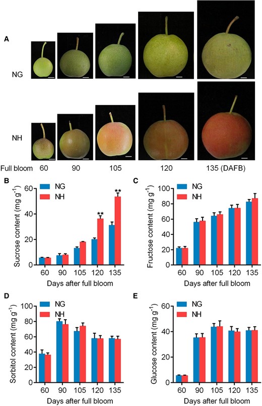 Pictures and sugar content of Nanguo (NG) and Nanhong (NH) fruits. A) Phenotype of NG and NH fruits collected on different DAFB in 2021. Scale bar, 1 cm. NG, Nanguo pear fruit; NH, Nanhong pear fruit. B to E) Sucrose B), fructose C), sorbitol D), and glucose E) contents of NG and NH fruits. Fruit samples were collected in 2021. Error bars represent SE obtained from 3 biological replicates. Asterisks indicate significant differences as determined by Student's t-test (**P < 0.01).