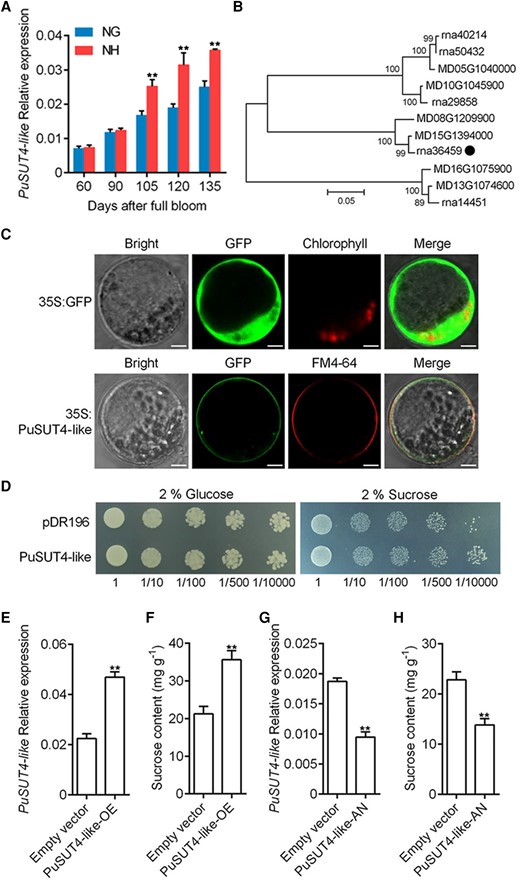 Expression, subcellular localization, and functional analysis of PuSUT4-like. A)PuSUT4-like mRNA expression in NG and NH fruits collected in 2021 was assessed by RT-qPCR. B) Phylogenetic tree derived from amino acid sequences of SUTs in pear and apple. PuSUT4-like was highlighted with the dot in the phylogenetic tree. Numbers indicate bootstrap test result with 1,000 replicate analyses. The scale bar represents 0.05 substitutions per site. C) The subcellular localization of transiently expressed 35S:GFP-PuSUT4-like was examined in protoplasts of maize leaves. FM4-64 was used as a plasma membrane marker. Scale bars, 5 μm. D)PuSUT4-like expression in SUSY7/ura yeast grown on 2% (w/v) sucrose or glucose as the sole carbon source. Numbers under the images indicate the dilution fold. E and F)PuSUT4-like was overexpressed in on-tree NG fruits at 120 DAFB, the infiltrated fruits were harvested 6 d after infiltration, and the expression level of PuSUT4-likeE) and sucrose content F) were measured. G and H)PuSUT4-like was silenced in on-tree NG fruits at 120 DAFB, the infiltrated fruits were harvested 6 d after infiltration, and the expression level of PuSUT4-likeG) and sucrose content H) were measured. Error bars represent SE obtained from 3 biological replicates. Asterisks indicate significant differences as determined by Student's t-test (**P < 0.01).