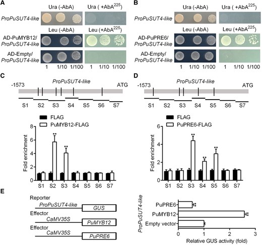 PuMYB12 promotes PuSUT4-like expression, while PuPRE6 inhibits the PuSUT4-like expression. A and B) Y1H analysis of PuMYB12 A) or PuPRE6 B) binding to the promoter of PuSUT4-like. Numbers under the panel indicate the serial 10-fold dilutions of samples. C and D). ChIP-PCR showing the binding of PuMYB12 C) or PuPRE6 D) to the PuSUT4-like promoter in vivo. Immunoprecipitated DNA values were normalized to input DNA values. E) PuMYB12 or PuPRE6 effector vectors together with the reporter vector containing the PuSUT4-like promoter were infiltrated into wild Nicotiana tabacum leaves to analyze the regulation of GUS activity. Error bars represent SE obtained from 3 biological replicates. Asterisks indicate significant differences as determined by Student's t-test (**P < 0.01).