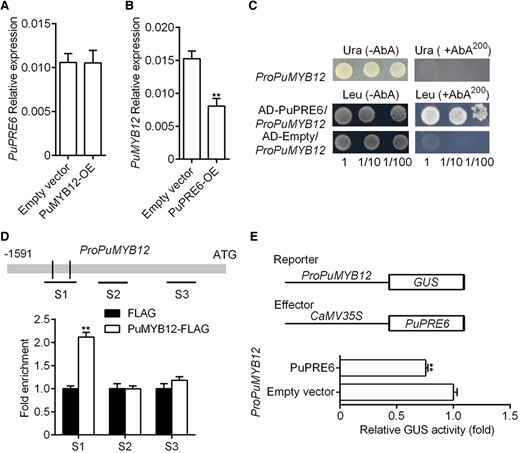 PuPRE6 suppresses PuMYB12 expression. A) mRNA expression of PuPRE6 in PuMYB12 overexpressing fruit, and fruit samples were the same as in Fig. 3C. B) mRNA expression of PuMYB12 in PuPRE6 overexpressing fruit, and fruit samples were the same as in Fig. 3I. C) Y1H analysis of PuPRE6 binding to the PuMYB12 promoter. Numbers under the panel indicate the serial 10-fold dilutions of samples. D) ChIP-PCR analysis of PuPRE6 binding to PuMYB12 promoter in vivo. Immunoprecipitated DNA values were normalized to input DNA values. E) Effector vector of PuPRE6 together with the reporter vector containing the PuMYB12 promoter were infiltrated into wild N. tabacum leaves to analyze the regulation of GUS activity. Error bars represent Se obtained from 3 biological replicates. Asterisks indicate significant differences as determined by Student's t-test (**P < 0.01).
