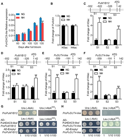 Expression of PuHDAC9-like and histone acetylation of PuMYB12 and PuSUT4-like between NG and NH fruits. A)PuHDAC9-like mRNA expression in NG and NH fruits collected in 2021. B) Histone acetylation level of PuActin chromatin determined by H3ac or H4ac analysis in NG and NH fruits. The amount of immunoprecipitated DNA was normalized to the amount of input DNA. C and D) Histone acetylation level at different regions of the PuMYB12 chromatin determined by H3ac C) or H4ac D) analysis in NG and NH fruits. E and F) The histone acetylation level at different regions of the PuSUT4-like chromatin determined by H3ac E) or H4ac F) analysis in NG and NH fruits. G and H) Y1H analysis of PuHDAC9-like binding to the promoter of PuMYB12G) or PuSUT4-likeH). Numbers under the panel indicate the serial 10-fold dilutions of samples. Error bars represent Se obtained from 3 biological replicates. Asterisks indicate significant differences as determined by Student's t-test (**P < 0.01).