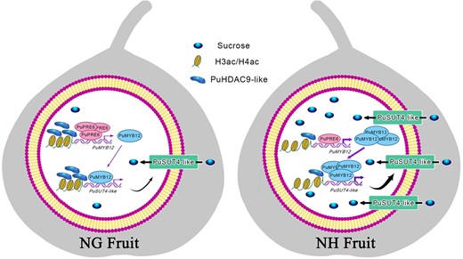Molecular mechanism model of sucrose accumulation coregulated by transcriptional regulation and epigenetics in pear fruit. Molecular mechanism model of transcriptional regulation and epigenetic regulation of sucrose accumulation in pear fruit. NG, Nanguo pear fruit; NH, Nanhong pear fruit.