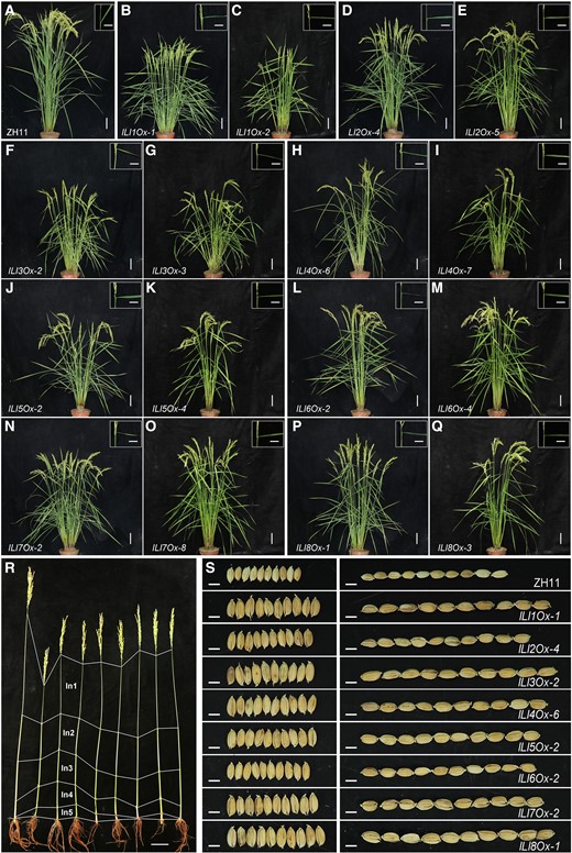 Phenotypic characterization of transgenic rice plants overexpressing ILI genes. A to Q) Plant morphologies of wild-type (A) and ILI overexpression rice plants (B to Q) at the mature stages. Bars, 10 cm. The pictures at the top right show the flag leaf inclinations (bars, 5 cm). R) Culm structures of wild-type and overexpression plants at the mature stage (approximate 95 days after sowing). From left to right: wild-type, ILI1Ox-1, ILI2Ox-4, ILI3Ox-2, ILI4Ox-6, ILI5Ox-2, ILI6Ox-2, ILI7Ox-2, and ILI8Ox-1. In, internode. Bar, 10 cm. S) Grain morphologies of wild-type and ILI overexpression lines. Bars, 0.5 cm.