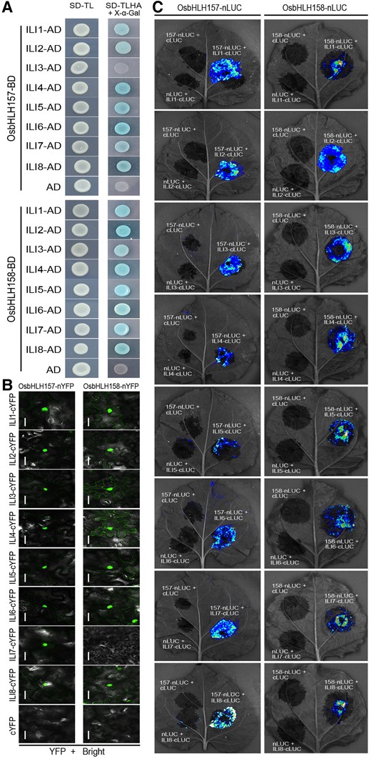 Interaction between ILIs and OsbHLH157/OsbHLH158. A) Interaction between ILIs and OsbHLH157/OsbHLH158 in yeast 2-hybrid assay. SD/-TL, selective medium lacking Trp and Leu. SD/-TLHA, lacking Trp, Leu, His, and Ade. X-α-Gal (5-bromo-4-chloro-3-indolyl-α-d-galactopyranoside) was added to indicate the β-galactosidase activity of transformed yeast cells. Yeast transformations of the empty prey (AD) and OsbHLH157/OsbHLH158-BD were used as negative control. B) Interaction between ILIs and OsbHLH157/OsbHLH158 using BiFC assay. Bars, 20 μm. C) Split-LUC complementation analysis of the interaction between ILIs and OsbHLH157/OsbHLH158.