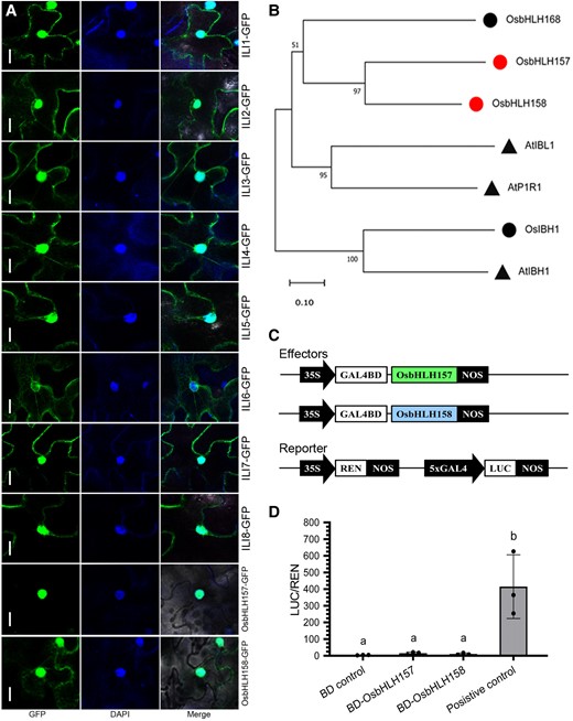 Subcellular localization, phylogenetic analysis, and transcriptional activity assay of ILIs and OsbHLH157/OsbHLH158. A) Subcellular localization of ILIs, OsbHLH157, and OsbHLH158 by transient expression in N. benthamiana. The green fluorescent signals visualized with confocal microscopy represent the 35S-ILIs-GFP, 35S-OsbHLH157-GFP, or 35S-OsbHLH158-GFP fusion protein. The fluorescent dye DAPI was added to mark the nuclei. Bars, 10 µm. B) Phylogenetic tree of OsbHLH157/OsbHLH158 and their homologs from rice and Arabidopsis. Circles and triangles represent proteins from rice and Arabidopsis, respectively. OsbHLH157 and OsbHLH158 are highlighted in red. The maximum likelihood tree was constructed using the MEGA 11.0 program. Bootstrapping was performed with 1,000 replicates. C) Diagram of the effector and reporter constructs of the dual-LUC transcriptional assay system. D) Transcriptional regulatory activity of OsbHLH157 and OsbHLH158. Values are means ± Sd (n = 3). Different lowercase letters represent significant differences (P < 0.05, 1-way ANOVA with Tukey's test).