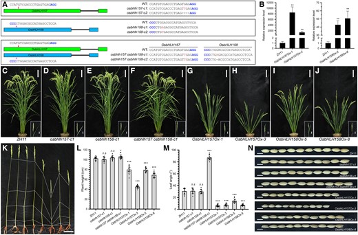 Phenotypic characterization of OsbHLH157 and OsbHLH158 knockout mutants and overexpression transgenic rice plants. A) sgRNA targets and mutation information of osbhlh157 and osbhlh158 mutants. The exons of OsbHLH157 and OsbHLH158 are labeled with green and blue boxes, respectively. The red and pink arrows indicate the position of target sgRNAs. PAM sequences (blue), insertions (red), and deletions (black dashes) are indicated. B) RT-qPCR analysis of OsbHLH157/OsbHLH158 expression in wild-type and overexpression transgenic lines. Values are means ± Sd (n = 3). Asterisks indicate significant differences between ZH11 and overexpression lines by Student's t test (**P < 0.01). C to J) Plant morphologies of wild-type, osbhlh157/osbhlh158 knockout mutants, and OsbHLH157/OsbHLH158 overexpression rice plants at the mature stages. Bars, 10 cm. The pictures at the bottom right show the flag leaf inclinations (bars, 5 cm). K) Culm structures of wild-type, osbhlh157/osbhlh158 mutants, and OsbHLH157/OsbHLH158 overexpression plants at the mature stage. Bar, 10 cm. From left to right: wild-type, osbhlh157-c1, osbhlh158-c1, osbhlh157 osbhlh158-c1, OsbHLH157Ox, and OsbHLH158Ox overexpression transgenic rice plants. L and M) Quantification of plant height and flag leaf angles of wild-type, osbhlh157/osbhlh158 mutants, and OsbHLH157/OsbHLH158 overexpression transgenic rice plants at the mature stage. Values are means ± Sd (n = 13 in L; n = 12 in M). Asterisks indicate significant differences between ZH11 and OsbHLH157/OsbHLH158 knockout mutants and overexpression plants by Student's t test (*P < 0.05, ***P < 0.001). n.s, no significance. N) Grain morphologies of wild-type, osbhlh157/osbhlh158 mutants, and OsbHLH157/OsbHLH158 overexpression transgenic rice plants. Bars, 0.5 cm.