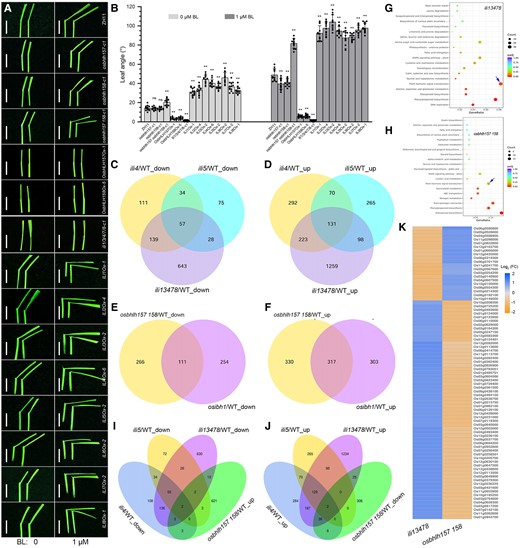 BR sensitivity and transcriptome analyses. A) Lamina joint bending response to exogenous 24-epiBL treatment of wild-type, knockout mutants, and overexpression transgenic rice plants of ILIs and OsbHLH157/OsbHLH158. Bars, 1 cm. B) Quantification of the lamina joint bending assay described in A). Data represent means ± Sd (n > 10). Asterisks indicate significant differences between ZH11 and knockout mutants or overexpression plants of ILIs and OsbHLH157/OsbHLH158 by Student's t test (**P < 0.01). C and D) Venn diagram for the overlap of DEGs between ili4, ili5, and ili1/3/4/7/8 quintuple mutants. E and F) Venn diagram for the overlap of DEGs between osbhlh157 osbhlh158 and osibh1 knockout mutants. G and H) KEGG term enrichment analysis of DEGs in ili1/3/4/7/8 (G) and osbhlh157 osbhlh158 mutants (H). The blue arrow indicates the enriched plant hormone signal transduction pathway. I and J) Venn diagram for the overlap of the reversely coregulated DEGs between ili1/3/4/7/8 and osbhlh157 osbhlh158 knockout mutants. K) Heatmap representation of the opposite expression of DEGs in ili1/3/4/7/8 and osbhlh157 osbhlh158 knockout mutants.