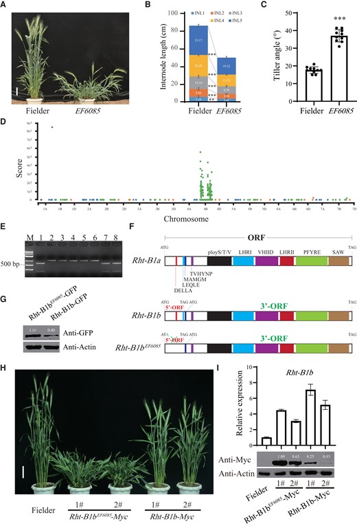 BSA-based cloning of a new allele of Rht-B1b revealing that 5′-ORF of Rht-B1b functions as an uORF to prevent overaccumulation of stabilized Rht-B1b protein, contributing to the Green Revolution in wheat. A) Phenotypes of Fielder and the EF6085 mutant at the grain filling stage. Bar, 10 cm. B) Comparison of the internode lengths (INLs) between Fielder and the EF6085 mutant at the grain ripening stage. C) Comparison of the tiller angles between Fielder and the EF6085 mutant at the grain filling stage. In B) and C), error bars indicate Sem, n = 10. Student's t-test was used to generate P values (**P < 0.01; ***P < 0.001). D) Manhattan plot of the varBScore along each chromosome. E) Genotyping of Rht-B1b in Fielder, EF6085, and their F2 progenies using a CAPS marker. Fielder-type Rht-B1b can be digested into 2 gel bands (232 and 585 bp) by restriction endonuclease BspHI, EF6085-type contains only 1 gel band (817 bp) that cannot be digested. M, marker; lane 1, Fielder; lane 2, EF6085; lanes 3 to 6, F2 individuals showing EF6085-type phenotype; lanes 7 to 8, F2 individuals showing Fielder-type phenotype. F) Gene structures of Rht-B1a, Rht-B1b, and Rht-B1bEF6085. Rht-B1a contains an intact ORF; Rht-B1b harbors 2 ORFs named as 5′-ORF and 3′-ORF; Rht-B1bEF6085 only has a 3′-ORF, in which the 5′-ORF was disrupted. G) Transient expression assays in wheat protoplasts showing that the 3′-ORF encoding protein of Rht-B1bEF6085 was highly accumulated compared with that of the Rht-B1b. H) Phenotypes of the pRht-B1b::Rht-B1b-Myc and pRht-B1b::Rht-B1bEF6085-Myc transgenic plants at the heading stage. Bar, 10 cm. I) Comparisons of transcriptional (above) and protein (below) expression levels of Rht-B1b between pRht-B1b::Rht-B1b-Myc and pRht-B1b::Rht-B1bEF6085-Myc transgenic plants. Error bars indicate Sem, n = 3. ImageJ software was used to measure the intensity values of the protein level in Fig. 1, G and I.