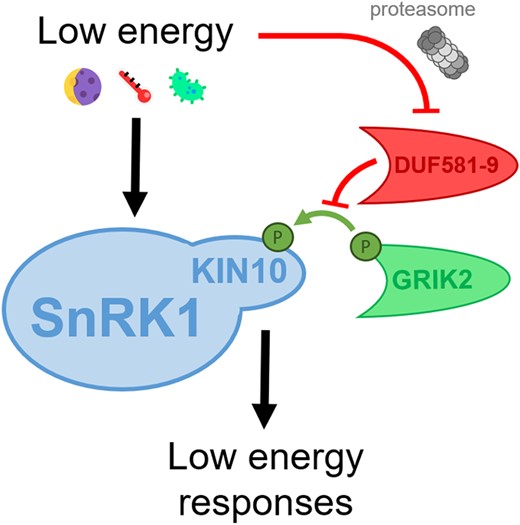 DUF581-9 prevents GRIK2-mediated activation of SnRK1. SnRK1 senses energy deficits (e.g. darkness, extreme temperature, or pathogen attack) and triggers the adequate responses to adapt. SnRK1 activation relies on the phosphorylation of its catalytic subunit, KIN10, by the upstream kinase GRIK2. Under energy-sufficient conditions, SnRK1 activity is repressed by the negative regulator DUF581-9, which sterically prevents the association and thus phosphorylation of KIN10 by GRIK2. Under low-energy conditions, SnRK1 is derepressed by proteasomal degradation of DUF581-9.
