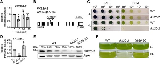 Deletion of FKB20-2 leads to HL-sensitive phenotype in Chlamydomonas. A) The transcript accumulation of FKB20-2 during 2-h HL treatment was detected by RT-qPCR in WT, with CBLP as a reference gene. The average values and Sd were calculated from biological triplicates. For the comparison of the values between LL (0) and different HL time points, the asterisks denote statistical significance according to 2-tailed Student's t-test: *P < 0.05; ns = not significant. B) The fkb20-2 mutant was generated by the insertion of a cassette with the paromomycin resistance gene (APHVIII) into the third intron of FKB20-2. C) The growth of fkb20-2 under LL (60 µmol m−2 s−1) and HL (1,000 µmol m−2 s−1) condition. Cells of WT and fkb20-2 in exponential phase were dropped on TAP (acetate-containing media) and HSM (minimum media) plates with 10 times dilution and grown under LL and HL conditions for 5 d. D) The transcript accumulation of FKB20-2 in WT, fkb20-2, and fkb20-2C was detected by RT-qPCR. The average values and Sd were calculated from biological triplicates. For the comparison of the values between WT and other strains, the asterisks denote statistical significance according to 2-tailed Student's t-test: *P < 0.05; **P < 0.01. E) The protein accumulation of FKB20-2 in WT, fkb20-2, and fkb20-2C was detected by immunoblotting with the antibody against FKB20-2, which was generated in this study. The signal of AtpA was used as the loading control. F) The growth phenotype of WT, fkb20-2, and fkb20-2C was observed in liquid TAP medium. The LL cultivated cell culture reaching exponential phase with the cell concentration ∼2 × 105/mL was grown under continuous LL or HL for 1 d.