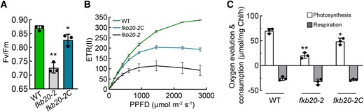 Steady-state photosynthesis was impaired in fkb20-2. A) The maximal PSII quantum yield (Fv/Fm) of WT, fkb20-2, and fkb20-2C was measured with the LL-grown (60 µmol m−2 s−1) cells. The average values and Sd were calculated from biological triplicates. For the comparison of the values between WT and other strains, the asterisks denote statistical significance according to 2-tailed Student's t-test: *P < 0.05; **P < 0.01. B) The linear electron transfer rate ETR(II) of WT, fkb20-2, and fkb20-2C was measured along with the increasing irradiance. The average values and Sd were calculated from biological triplicates. C) Oxygen evolution and consumption measurements were carried out with LL-grown cells. The average values and Sd were calculated from biological triplicates. For the comparison of the values between WT and other strains, the asterisks denote statistical significance according to 2-tailed Student's t-test: *P < 0.05; **P < 0.01.