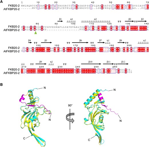 The comparison between AtFKBP20-2 and FKB20-2 proteins. A) The protein sequence alignment between FKB20-2 and AtFKBP20-2. The predicted cleavage site of chloroplast and lumen-targeting peptide was marked by the arrow. The secondary structures were indicated on the top of the sequences. B) The 3D structure of FKB20-2 and AtFKBP20-2 was predicted by the AlphaFold server and aligned in Pymol. The structure of AtFKBP20-2 was shown in canyon; that of FKB20-2 was in yellow. The extended extra peptide in FKB20-2 N-terminus was shown in purple.