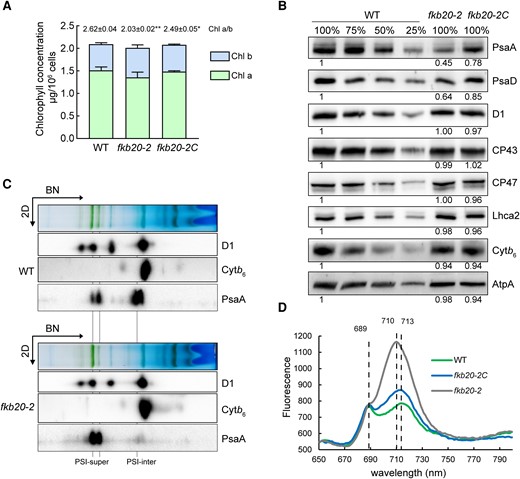 PSI oligomerization was altered in fkb20-2. A) The concentration of chlorophyll a and b was measured with the LL-grown WT, fkb20-2, and fkb20-2C. The average values and Sd were calculated from biological triplicates. The ratio between chlorophyll a and b in each strain was indicated on the top. For the comparison of the values between WT and other strains, the asterisks denote statistical significance according to 2-tailed Student's t-test: *P < 0.05; **P < 0.01. B) The accumulation of PSII (D1, CP43, and CP47), PSI (PsaA, PsaD, and LhcA2), Cytb6f (Cytb6) and ATPase (AtpA) subunits was analyzed by immunoblotting. The relative protein amount was indicated below the blots based on the quantification of the foci by ImageJ. C) The accumulation of photosynthesis complexes in WT and fkb20-2 was analyzed by immunoblotting on the 2D following 1D BN-PAGE. The position of PSI supercomplexes with LHCI (PSI-super) and that of PSI intermediate complexes (PSI-inter) were indicated below. D) 77-K fluorescence emission spectra of WT, fkb20-2, and fkb20-2C grown under LL was measured after excitation at 436 nm. The signals were normalized to the PSII emission maximum at 685 nm.