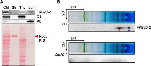 FKB20-2 proteins localize in thylakoid lumen and form protein complexes. A) FKB20-2 proteins were detected by immunoblotting in different chloroplast (Chl) fractions, using the thylakoid membrane (Thy) protein D1, the lumen (Lum) protein plastocyanin (PC), and the stroma (Str) protein rbcL as controls. P.S., Ponceau stain. B) The migration of FKB20-2 proteins in WT thylakoid membrane was analyzed by immunoblotting on the 2D following 1D BN-PAGE. The blot with fkb20-2 sample was used as a negative control. The FKB20-2 complex was marked by the left asterisk, and the free FKB20-2 protein was marked by the right asterisk.
