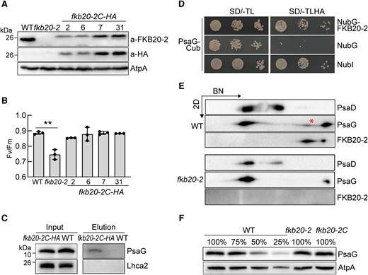 FKB20-2 associates with PSI peripheral subunit PsaG. A) The accumulation of FKB20-2-HA proteins was detected in fkb20-2C-HA by immunoblotting with FKB20-2 antibody and HA antibody, respectively. The signal of ATPase (AtpA) was used as the loading control. B) The Fv/Fm values of FKB20-2-HA complemented strains were measured with the LL-grown cells. The average values and Sd were calculated from biological triplicates. The asterisks denote statistical significance according to 2-tailed Student's t-test: **P < 0.01. C) The FKB20-2-PsaG association was confirmed by immunoblotting with the samples from independent Co-IP experiment. WT and fkb20-2C-HA cells were grown under continuous LL before membrane extraction. D) The interaction between PsaG and FKB20-2 was confirmed by the split-ubiquitin yeast 2-hybrid experiment. SD, synthetic drop-out medium. E) The comigration of FKB20-2 and PsaG proteins in WT (marked by the asterisk) was analyzed by immunoblotting on the 2D following 1D BN-PAGE. F) The accumulation of PsaG protein in WT, fkb20-2, and fkb20-2C was analyzed by immunoblotting. The signal of AtpA was used as the loading control.