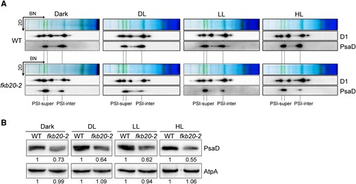 PSI oligomerization was altered under different growth light conditions in fkb20-2. A) The accumulation of PSI (PsaD) and PSII (D1) complexes under complete dark, DL (5 µmol m−2 s−1), LL (60 µmol m−2 s−1), and 1-h HL treatment (1,000 µmol m−2 s−1) in WT and fkb20-2 was analyzed by immunoblotting on the 2D following 1D BN-PAGE. The position of PSI supercomplexes (PSI-super) and that of PSI intermediate complexes (PSI-inter) were indicated below. B) The accumulation of PsaD in WT and fkb20-2 under dark, DL, LL, and 1-h HL treatment was analyzed by immunoblotting, using ATPase (AtpA) as loading control. The relative protein amount was indicated below the blots based on the quantification of the foci by ImageJ.