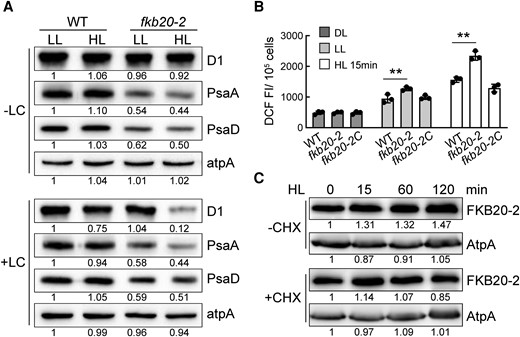 PSII was photodamaged after HL treatment in fkb20-2. A) The accumulation of D1 and PsaD proteins under LL and 1-h HL treatment was detected in WT and fkb20-2 by immunoblotting. +LC for the presence of lincomycin and chloramphenicol. The relative protein amount was indicated below the blots based on the quantification of the foci by ImageJ. B) The intracellular ROS content in WT, fkb20-2, and fkb20-2C either grown under continuous DL and LL or treated by HL for 15 min. The average values and Sd were calculated from biological triplicates. The asterisks denote statistical significance according to 2-tailed Student's t-test: **P < 0.01. DCF FI, the fluorescence intensity of DCF. C) The FKB20-2 protein accumulation during 2-h HL treatment with (+)/without (−) cycloheximide (CHX) was detected by immunoblotting, with ATPase (AtpA) signal as the loading control. The relative protein amount was indicated below the blots based on the quantification of the foci by ImageJ.