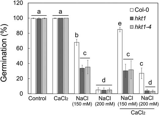 Germination of hkt1 seeds under salt stress is unaffected by CaCl2 treatment. Seeds of the indicated genotypes were sown on agar-solidified 0.25× MS medium supplemented with the indicated single or combined chemicals (NaCl, 150 mm or 200 mm; CaCl2, 10 mm) and germination rates were scored 5 d after plating. Data are means ± SE (three independent biological experiments, ∼100 seeds each), and different letters above the bars indicate significantly different values by Tukey's HSD post hoc test (P < 0.01).