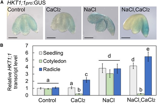 CaCl2 treatment of pregerminating seedlings results in radicle-focused expression of HKT1;1. A) GUS staining of HKT1;1pro:GUS-harboring pregerminating seedlings treated with single or combined chemicals as indicated (NaCl, 200 mm; CaCl2, 10 mm) for 16 h prior to ejection, staining, and imaging. Bar = 1 mm. B) RT-qPCR analysis for relative HKT1;1 transcript level quantification in pregerminated seedlings. Data are means ± SD (three biological experiments, ∼30 seeds each) and different letters above the bars indicate significantly different values by Tukey's HSD post hoc test (P < 0.01).