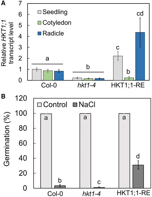 HKT1;1-RE seeds display improved germination under salt-stress conditions. A) RT-qPCR analysis for HKT1;1 relative transcript level quantification in wild-type (Col-0), hkt1-4 mutant, and HKT1;1-RE pregerminated seedlings. Data are means ± SD (three biological experiments, ∼30 seeds each). B) Germination assay. Seeds of wild-type, hkt1-4 mutant, and HKT1;1-RE were sown on agar-solidified 0.25× MS medium supplemented with 0 (control) or 200 mm NaCl. Data are means ± SE (three independent biological experiments, ∼100 seeds each). Different letters above the bars indicate significantly different values by Tukey's HSD post hoc test (P < 0.01).