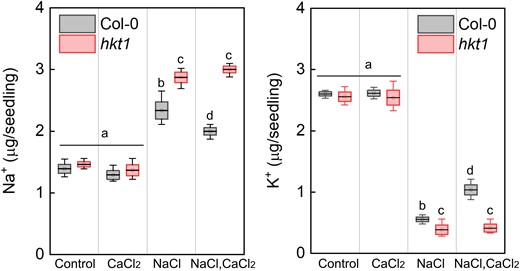 hkt1 mutant accumulates more Na+ and less K+ under salt-stress conditions. Ion-content was determined as described in Materials and Methods in pregerminated wild-type (Col-0) and hkt1-mutant seedlings treated with 0 (control), 10 mm CaCl2, 150 mm NaCl or both, as indicated, for 16 h prior to seedling ejection. Data are mean values (black bar in box) ± SD (upper and lower box limit) and whiskers mark outlier values (three biological experiments, ∼40 seeds each) and different letters above the bars indicate significantly different values by Tukey's HSD post hoc test (P < 0.01).