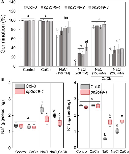 pp2c49 mutants display improved tolerance to salt during germination as compared to wild type. A) Seeds of the indicated genotypes were sown on agar-solidified 0.25× MS medium supplemented with single or combined chemicals as indicated (NaCl, 150 mm or 200 mm; CaCl2, 10 mm), and germination rates were scored 5 days after plating. Data are means ± SE (three independent biological experiments, ∼100 seeds each). B) Ion-content was determined as described in Materials and Methods in pregerminated wild-type (Col-0) and pp2c49-1 mutant seedlings treated with 0 (control), 10 mm CaCl2, 150 mm NaCl or both, as indicated, for 16 h prior to seedling ejection. Data are mean values (black bar in box) ± SD (upper and lower box limit) and whiskers mark outlier values (three biological experiments, ∼40 seeds each). Different letters above the bars indicate significantly different values by Tukey's HSD post hoc test (P < 0.01).