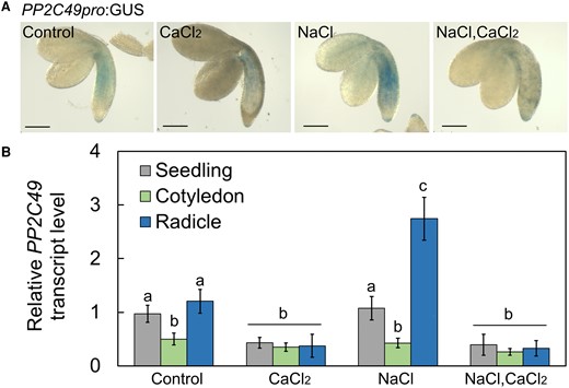 PP2C49 is expressed in the radicles and downregulated by CaCl2 treatment. A) GUS staining of PP2C49pro:GUS-harboring pregerminating seedlings treated with single or combined chemicals as indicated (NaCl, 200 mm; CaCl2, 10 mm) for 16 h prior to ejection, staining and imaging. Bar = 1 mm. B) RT-qPCR analysis for relative PP2C49 transcript level quantification in pregerminated seedlings. Data are means ± SD (three biological experiments, ∼30 seeds each) and different letters above the bars indicate significantly different values by Tukey's HSD post hoc test (P < 0.01).