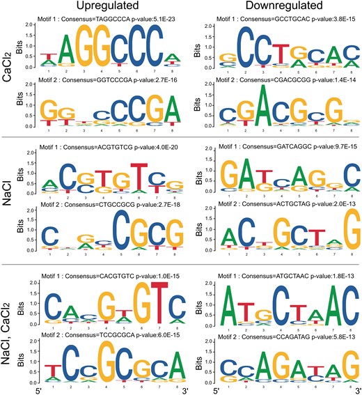 Highly represented sequence motifs in the promoters of DEGs which were identified as exclusively expressed in response to CaCl2, NaCl or combined CaCl2–NaCl treatments based on the data presented in Supplemental Table S4. Promoter analyses of DEGs were performed using Amadeus-Allegro software (http://acgt.cs.tau.ac.il/allegro/download.html) on the 1,000-bp genomic sequences upstream of the transcription start sites of the corresponding genes. Motifs of eight bases were derived from the JASPAR regulatory motif database. Left, promoter motifs in upregulated DEGs. In the promoters of unique genes upregulated by CaCl2 treatment, motif 1 with consensus TAGGCCCA and P value of 5.1E−23 represents a regulatory element group cis-regulatory element (Yamamoto et al. 2007). Motif 2 with consensus GGTCCCGA and a P value of 2.7E−16 is TCP24, a CYCLOIDEA (CYC)-binding motif known for regulation of leaf differentiation, floral development, and regulation of secondary-wall thickening (Wang et al. 2015; He et al. 2022). In the promoters of unique genes upregulated by NaCl treatment, motif 1 with consensus ACGTGTTCG and a P value of 4.0E−20 represents an ABRE and CAMTA-binding site (Kaplan et al. 2006; Finkler et al. 2007b). Motif 2 with consensus CTGCCGCG and a P value of 2.7E−18 represents a CGCG-core motif that occurs in CAMTA-binding elements (Yang and Poovaiah 2002; Han et al. 2006). In the promoters of unique genes upregulated by NaCl–CaCl2 treatment, motif 1 with consensus CACGTGTC and a P value of 1.0E-15 represents ABRE and CAMTA-binding site, and motif 2 with consensus TCCGCGCA and a P value of 6.0E−15 represents a CAMTA-binding motif (Kaplan et al. 2006; Finkler et al. 2007b). Right, promoter motifs in downregulated DEGs. In the promoters of unique genes downregulated by CaCl2 treatment, motif 1 with consensus GCCTGCAC and a P value of 3.8E−15 represents the signature binding sequence of NtcA transcription factors in cyanobacterium (Gunawardana and Herath 2022), and motif 2 with consensus CGACGCGG and a P value of 1.4E−14 represents an ABRE and CAMTA-binding motif (Kaplan et al. 2006; Finkler et al. 2007b); the latter's occurrence is not considered statistically significant. In promoters of unique genes downregulated by NaCl treatment, motif 1 with consensus GATCAGGC and a P value of 9.7E−15 has yet to be identified and motif 2 with consensus ACTGCTAG and a P value of 2.0E−13 has yet to be verified. In the promoters of unique genes downregulated by NaCl–CaCl2 treatment, two motifs were identified: ATGCTAAC (P = 1.8E−13) and CCAGATAG (P = 5.8E−13), which have yet to be verified.