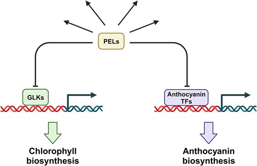 The role of PEL proteins on the biosynthesis of chlorophyll and anthocyanin. PEL proteins separately interact with GLKs and several transcriptional factors (TFs) of anthocyanin production (e.g. MYB4) to negatively regulate chlorophyll and anthocyanin biosyntheses.