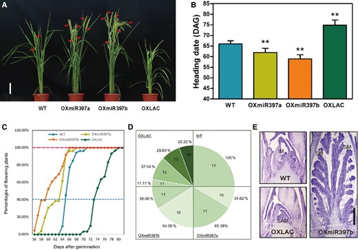 Flowering phenotype of OXmiR397 and OXLAC. A) Flowering of 66 DAG (days after germination) rice plants. The triangles represented young panicles. Scale bar = 20 cm. B and C) Flowering time of OXmiR397 and OXLAC. Data are represented as means ± SD. Asterisks indicate statistically significant differences compared with wild-type by Student’s t-test (*P < 0.05; **P < 0.01), n > 50. D) Total leaf number in the main-stem of wild-type and transgenic plants. E) The SAM of 6-wk-old rice plants. IM, inflorescence meristem; SM, spikelet meristem; SAM; shoot apical meristem. Scale bar = 500 μm.