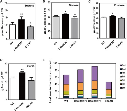 Carbohydrate and biomass accumulation analysis. A–D) Carbohydrate content analysis in rice leaf sheaths. Data are represented as means ± SD. Asterisks indicate statistically significant differences compared with wild-type by Student’s t-test (*P < 0.05; **P < 0.01), n = 3. E) Leaf areas and biomass of the 2nd to 8th leaves of rice main-stem, n = 10.