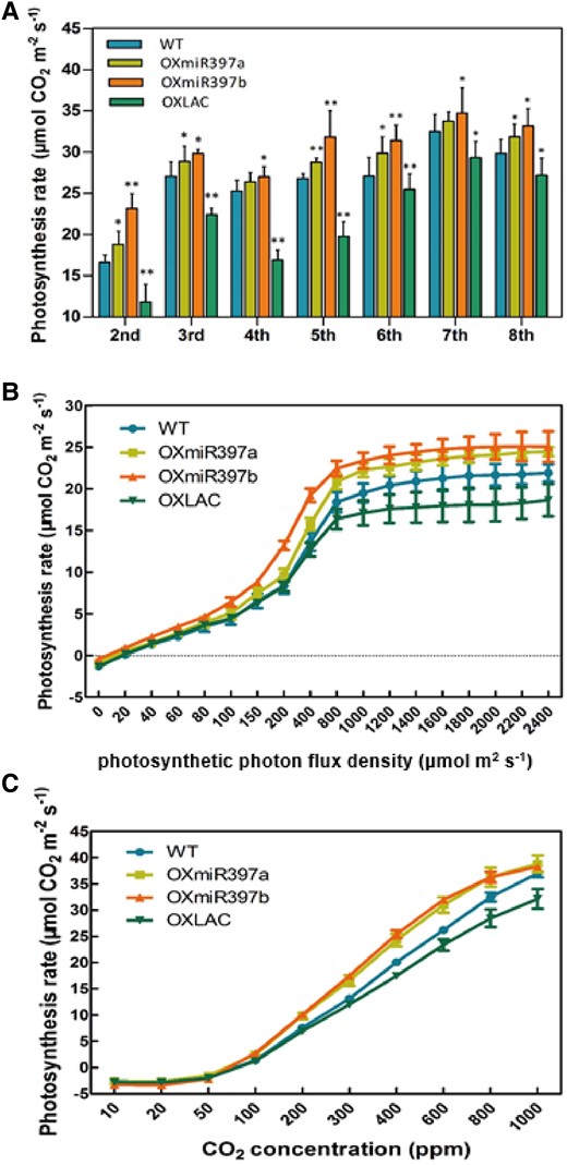 Photosynthesis rate of 2nd to 8th leaves and light-/CO2-responsive curves of flag leaves. A) Photosynthesis rate of fully expanded 2nd to 8th leaves of wild-type, OXmiR397a/b, and OXLAC under the light intensity of 1200 μmol m2 s−1. B) Light-responsive curves of rice flag leaves. C) CO2-responsive curves of rice flag leaves. Data are represented as means ± SD. Asterisks indicate statistically significant differences compared with wild-type by Student’s t-test (*P < 0.05; **P < 0.01), n = 10.