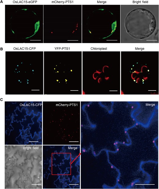 Subcellular localization of OsLAC15. A) Cotransformation of OsLAC15-eGFP and mCherry-PTS1 in rice protoplast. Scale bar = 2 μm. B) Cotransformation of OsLAC15-Cyan Fluorescent Protein (CFP) and Yellow Fluorescent Protein (YFP)-PTS1 in Arabidopsis protoplast. The autofluorescence of chloroplast was labeled in red. Scale bar = 5 μm. C) Cotransformation of OsLAC15-CFP and mcherry-PTS1 in Nicotiana benthamiana leaf epidermal cells. Scale bar = 40 μm.