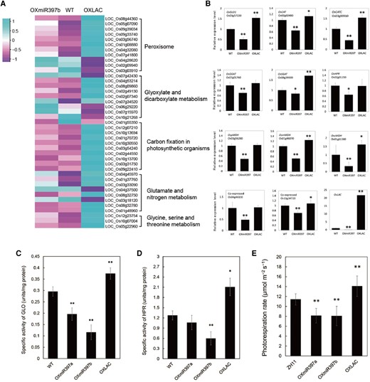 The miR397-OsLAC15 module affects peroxisome-related gene expression and metabolism. A) Differentially expressed genes in peroxisome-related biological processes. The Reads Per Kilobase of transcript per Million mapped reads (RPKM)-normalized gene expression levels from RNA-Seq of 14-d-old seedlings of rice WT, OXmiR397b, and OXLAC plants are represented by a color gradient, as illustrated in the color chart. Differentially expressed genes are grouped into several biological processes including peroxisome biosynthesis, glyoxylate and dicarboxylate metabolism, carbon fixation in photosynthesis, glutamate and nitrogen metabolism as well as glycine and serine metabolism. B)OsLAC15-triggered differentially expressed genes in photorespiration. Relative expression of OsLAC15 and the main genes that encode enzymes in photorespiration were identified by using RT-qPCR. Data are represented as means ± SD. Asterisks indicate statistically significant differences compared with wild-type by Student’s t-test (*P < 0.05; **P < 0.01), n = 3, ACT2 was used as the reference gene. C and D) Enzyme activity of GLO C) and HPR D) in rice. Data are represented as means ± SD. Asterisks indicate statistically significant differences compared with wild-type by Student’s t-test (*P < 0.05; **P < 0.01), n = 3. E) Photorespiration rate of rice plant leaves. Data are represented as means ± SD. Asterisks indicate statistically significant differences compared with wild-type by Student’s t-test (*P < 0.05; **P < 0.01), n = 10.