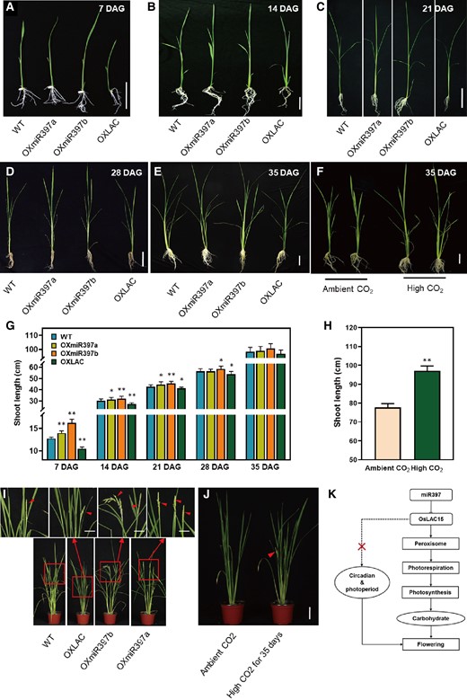 Phenotypes comparison of rice plants grown in high concentration or ambient CO2. A to E) Phenotypes of rice grown under the condition of high concentration CO2 for 7 days A), 14 days B), 21 days C), 28 days D), 35 days E); DAG, days after germination. F) 35-d-old OXLAC plants grown under the condition of high concentration or ambient CO2. For A and B), the scale bar is 5 cm, while for C–E) is 10 cm. G) Shoot length of rice grown under the condition of high concentration CO2. Data are represented as means ± SD. Asterisks indicate statistically significant differences compared with wild-type by Student’s t-test (*P < 0.05; **P < 0.01), n = 15. H) Shoot length of OXLAC rice grown under the condition of high concentration or ambient CO2. Data are represented as means ± SD. Asterisks indicate statistically significant differences compared with wild-type by Student’s t-test (*P < 0.05; **P < 0.01), n = 15. I) Flowering of rice plants that were first grown under the condition of high concentration CO2 for 35 d and then under ambient CO2 conditions. The scale bar is 10 cm. The triangles direct the emerged panicles. J) Comparison of flowering in OXLAC plants grown under ambient CO2 after 35 d high concentration CO2 with that grown under ambient CO2 condition. The scale bar is 10 cm. The triangles direct the emerged panicles. K) A simplified summary to show the regulation of miR397-OsLAC module in rice flowering.