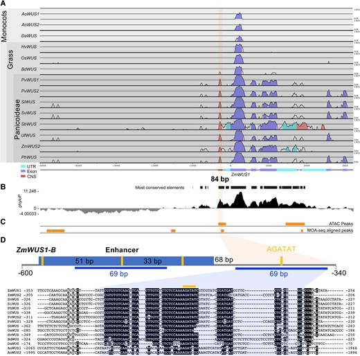 The ZmWUS1 proximal promoter contains a conserved noncoding sequence in grasses. A and B) The proximal promoter of ZmWUS1 contains an 84 bp noncoding sequence that is highly conserved across the Panicoideae (A, mVISTA analysis; B, phyloP analysis). UTR, untranslated region; CNS, conserved noncoding sequence. C) In maize, this conserved noncoding sequence is located in an open chromatin region (ATAC-seq (Hufford et al. 2021) and MOA-seq (Savadel et al. 2021)). D) Sequence annotation of the proximal region of the ZmWUS1-B promoter (−340 to −600 bp upstream of the start codon ATG). A 69 bp DNA fragment (blue line) within the 84 bp CNS has been duplicated and is present in both the proximal promoter and the ZmWUS1-B enhancer in Bif3 mutants. Denim box, enhancer DNA; orange lines, AGATAT-binding motifs. The 51, 33, and 68 bp indicate the respective distances between 2 adjacent AGATAT-binding motifs. Numbers next to the aligned sequences indicate distance from the start codon. Ao, Asparagus officinalis; Da, Dioscorea alata; Hv, Hordeum vulgare; Os, Oryza sativa; Bd, Brachypodium distachyon; Pv, Panicum virgatum; Si, Setaria italica; Sv, Setaria viridis; Sb, Sorghum bicolor; Uf, Urochloa fusca; Ph, Panicum hallii.
