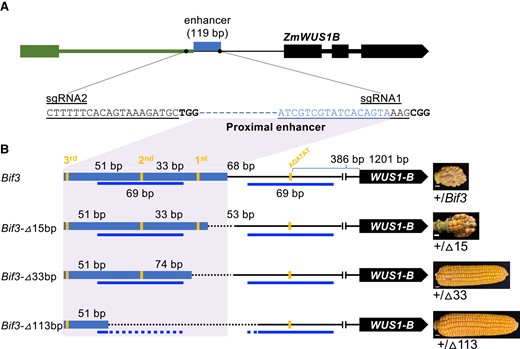 CRISPR-Cas9 editing of the ZmWUS1-B enhancer. A) Two sgRNAs were designed to target the enhancer of ZmWUS1-B. Black dots, sgRNAs; denim box, proximal enhancer of ZmWUS1-B; other colored boxes, exons; colored thick lines, introns. B) Three edited alleles of the ZmWUS1-B enhancer region and their corresponding phenotypic effects. The distances between 2 adjacent AGATAT are shown. Blue lines, 69 bp CNS; dashed lines, deletions by CRISPR-Cas9. Scale bars in B), 1 cm.