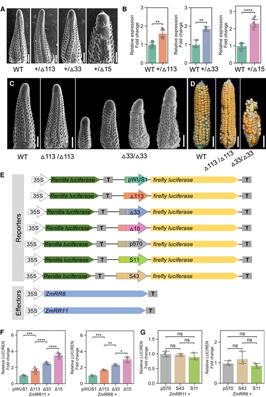 Type B RRs binding sites show additive effect on the expression of ZmWUS1-B.A) SEM images of WT and edited ear primordia. WT, wild-type siblings; +/▵113, heterozygous 113 bp deletion at the enhancer region; +/▵33, heterozygous 33 bp deletion at the enhancer region; +/▵15, heterozygous 15 bp deletion at the enhancer region. Scale bars 500 μm. B) RT-qPCR assays comparing ZmWUS1 expression in 3 enhancer-edited mutants. For each genotype, a minimum of 3 biological replicates were performed. C) SEMs of immature ears of WT and homozygous ▵113 and ▵33 edits. SEM images were digitally extracted for comparison. Scale bars 500 μm. D) Mature ears of WT and homozygous ▵113 and ▵33 edits. Scale bars 2 cm. E to G) Transient transactivation in maize protoplasts. E) Reporter and effector constructs used in this study. The firefly luciferase is driven by the proximal promoter of ZmWUS1-B (denim arrows), including 444 bp (pWUS1), 570 bp of the Bif3 allele (p570), and 3 CRISPR-edited Bif3 alleles of ZmWUS1-B (▵113, ▵33, and ▵15). Two additional promoters were synthesized to carry a deletion of 22bp (between the 1st and 2nd AGATAT motifs; S11) and an insertion of 10 bp (between the 1st and 2nd AGATAT motifs; S43). The Renilla luciferase driven by the CaMV 35S promoter is used for normalization. F and G) Quantification of promoter activities when induced by type B RRs, ZmRR8 and ZmRR11. A minimum of 3 biological replicates were performed. Student's t tests P-value annotation legend: ns, P > 0.05; *0.01 < P < 0.05; **0.001 < P < 0.01; ***0.0001 < P < 0.001; ****P < 0.0001; error bars indicate 95% confidence interval.