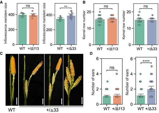 ZmWUS1-B-edited alleles do not increase kernel row number but enhance maize prolificacy. A and B) Comparison of inflorescence meristem size (in μm; y axis) and kernel row number of WT and heterozygous ▵113 and ▵33 alleles. For the quantification of inflorescence meristem sizes, n = 8 in +/▵113 plants and WT siblings; n = 12 in +/▵33 plants, and n = 10 in WT siblings. For the quantification of kernel row number, n = 43 in +/▵113 allele plants and 65 in WT siblings, 28 in +/▵33 allele plants, and 44 in WT siblings. C) The heterozygous ▵33 allele showed increased prolificacy. Scale bars 10 cm. D) Quantification of ear numbers of the primary lateral branches in heterozygous ▵113 and ▵33 alleles. n = 56 in +/▵113 allele plants and 65 in WT siblings, 44 in +/▵33 allele plants, and 63 in WT siblings. Student's t tests P-value annotation legend: ns, P > 0.05; **0.001 < P < 0.01; ****P < 0.0001; error bars indicate 95% confidence interval.