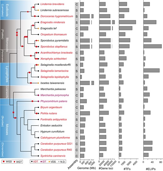 Summary of sequenced plant genomes from distinct clades with DT-related phenotypes. A consensus phylogeny was depicted along with reported whole-genome duplication (WGD) or whole-genome triplication (WGT) events. The genomes that have been assembled at scaffold or chromosome levels were denoted as “S” or “C” to the right of each species. Assembled genomes size, number of annotated genes, number of TF and ELIP genes were also revealed. The delineated sections to the left of the phylogenetic tree depict different plant lineages. Dorcoceras hygrometrium, previously B. hygrometrica; X. schlechteri, previously X. viscosa; P. patens, previously Physcomitrella patens. VDT, vegetative desiccation tolerant; IDT, VDT is inducible by special conditions such as exogenous ABA; VDS, vegetative desiccation sensitive; ND, not specifically determined; TF, transcription factor; ELIP, early light-inducible protein. The phylogenetic relationships were depicted as unscaled cladograms.