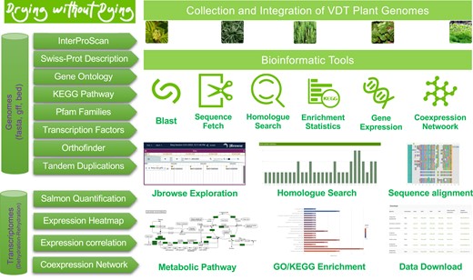 Data sources, bioinformatic integration, database structure and functions of the “Drying without Dying” plant genome database. All genomic and transcriptomic data, including functional annotations using multiple databases and homologous clustering results, together with the bioinformatic tools were incorporated into MongoDB to construct the database. The original data can be accessed from the download section of the website (http://desiccation.novogene.com).