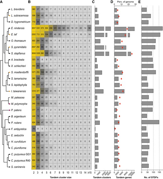 Tandem gene duplication profiles of the investigated plant genomes. A) The species phylogeny was consistent with that depicted in Fig. 1. B) Numbers of tandem duplication clusters containing different numbers of genes were depicted in the heatmap. Tandem duplication clusters containing more than 14 genes were combined. C) The numbers of tandem duplication clusters in each genome, tandemly duplicated homologous genes within a maximum distance of 10 genes were merged into one tandem cluster. D) The numbers of TDGs were shown as bar charts, and their corresponding proportions of the whole genomes are depicted as red dots. E) The numbers of significantly tandemly duplicated PFAM families (STDFs) within each of the investigated genomes were depicted as bar charts. STDFs are identified using a hypergeometric test with a FDR threshold of ≤ 0.05. The phylogenetic relationships were depicted as unscaled cladograms.