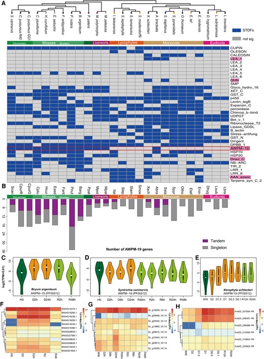 Analysis of STDFs in each of the genomes demonstrates the AWPM-19 family is widely expanded in bryophytes. A) A heatmap illustrates the exemplar STDFs in each of the plant genomes. Blue color indicates that tandem duplications have significantly (hypergeometric test, FDR ≤ 0.05) contributed to the expansion of the PFAM family in corresponding plant genomes, and the AWPM-19 family emerged as a widely STDF in bryophytes but rarely tandemly duplicated in tracheophytes. B) The number of AWPM-19 family members identified in each of the plant genomes. C to E) Overall transcript abundance changes in the two model VDT mosses S. caninervis (8 genes) and B. argenteum (12 genes) and X. schlechteri (6 genes). Dark green, gold, and light green colors indicate hydrated, desiccated, and rehydrated samples, respectively. The white dot represents the median, the thick gray bar in the center represents the interquartile range, the thin gray line represents the rest of the distribution. F to H) Heatmaps show detailed expression profiles of AWPM-19 genes in the three VDT plants.